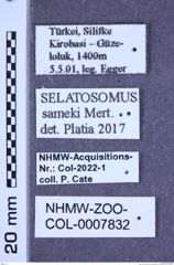 Etiketten zu Selatosomus sameki (Mertlik, 2000) (NHMW-ZOO-COL-0007832)